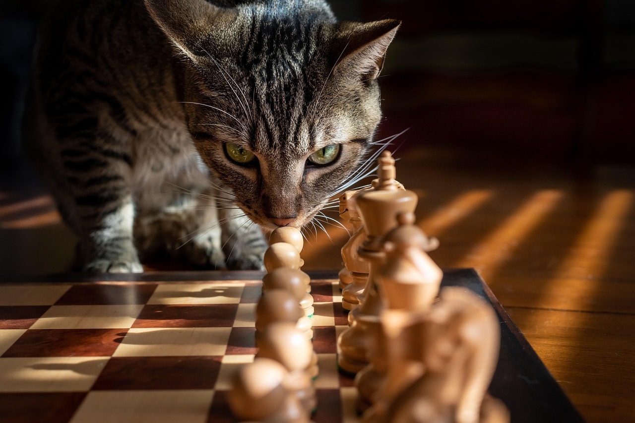 Strategic Cat Planning