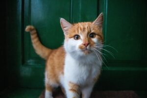Orange-and-white cat