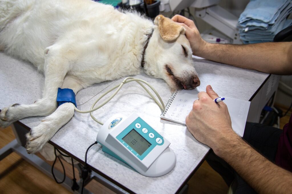 A canine undergoes veterinary treatment