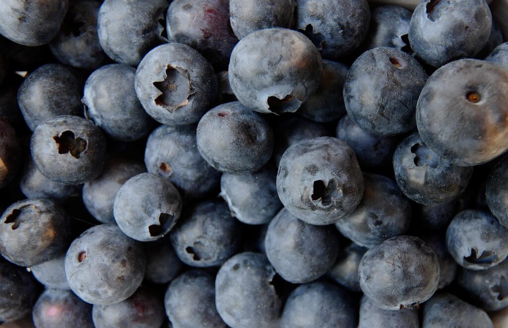 Blueberries photo by Stephanie Albert
